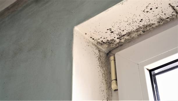 Best Comprehensive Air Testing for Mold Contaminants  in Dunlap, IL