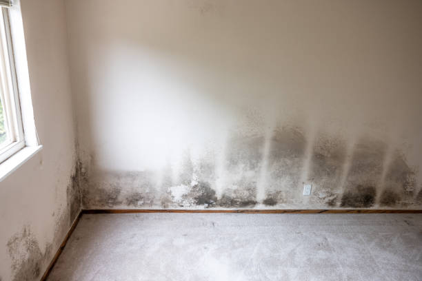 Environmental Consulting for Mold Prevention in Dunlap, IL